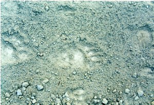 EPSON MFP image Bear!