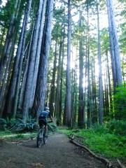 H riding Big Tree trail