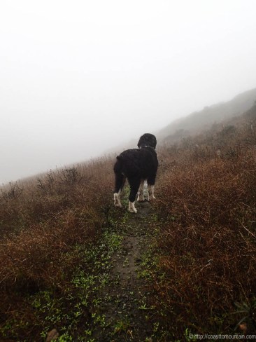 Daisy Fog Dog